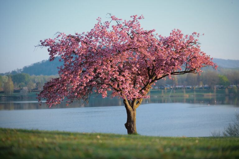 Les plus beaux arbres pour embellir votre jardin :